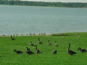 Lake Texoma Geese