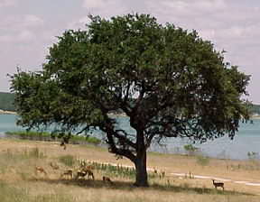 deer under a beautiful tree